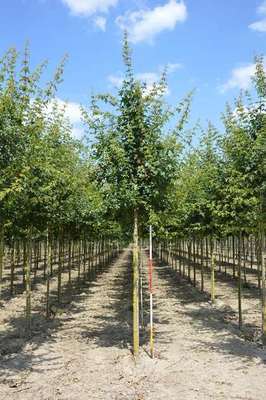 Acer campestre 'Elsrijk'