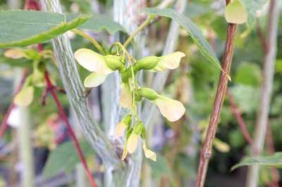 Acer davidii viper ('Mindavi')