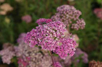 ACHILLEA MILLEFOLIUM 'RED VELVET'