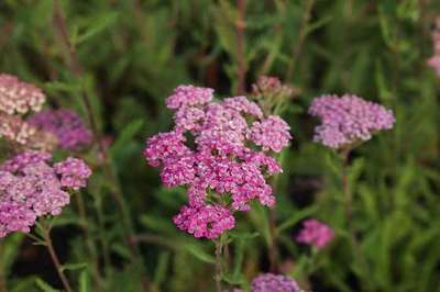 ACHILLEA MILLEFOLIUM 'RED VELVET'