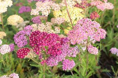 ACHILLEA MILLEFOLIUM 'RED VELVET'