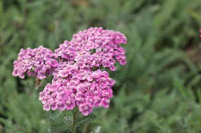 ACHILLEA MILLEFOLLIUM 'SAUCY SEDUCTION'