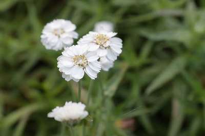 Achillea ptarmica 'The Pearl'