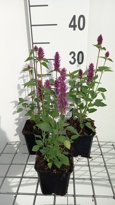 Agastache hybr. 