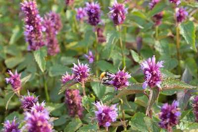 Agastache 'Beelicious Purple'®