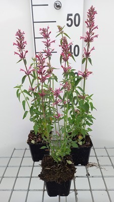 Agastache mexicana 