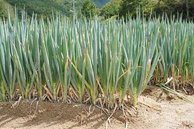 ALLIUM FISTULOSUM