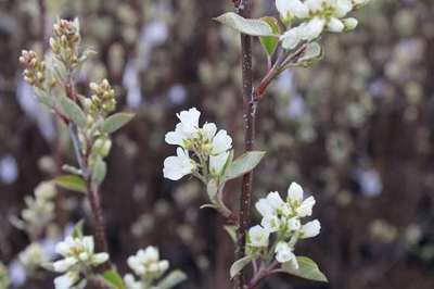 AMELANCHIER SPICATA