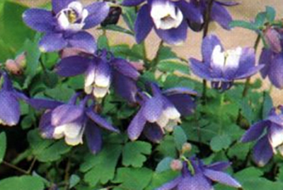 Aquilegia flabellata 'Ministar'