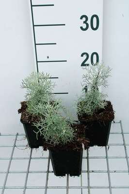 Artemisia hybr. 