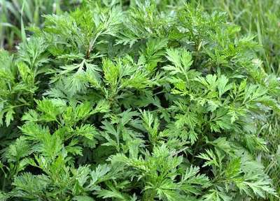 ARTEMISIA VULGARIS