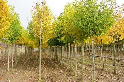 Betula ermanii 'Holland'