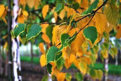 Betula papyrifera