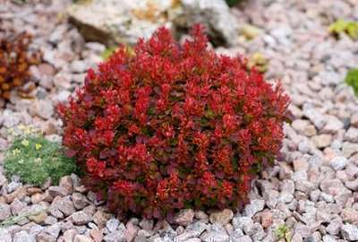 Berberis thunbergii 'Lutin Rouge'®