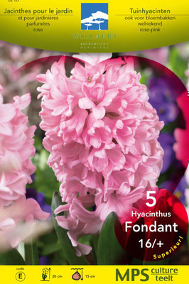 Hyacinthus 'Fondant'