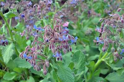 BORAGO OFFICINALIS