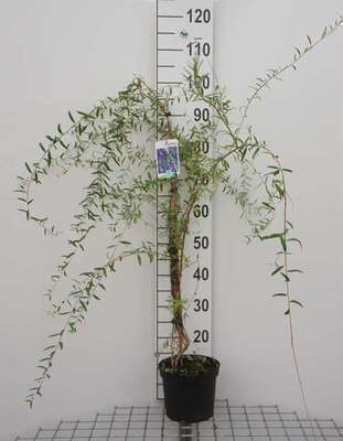 Buddleja alternifolia