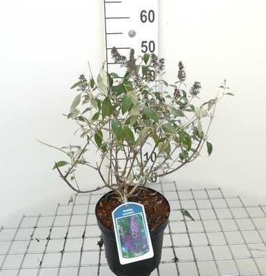 Buddleja hybr. 