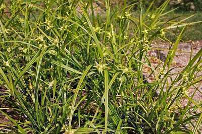 CAREX GRAYI