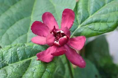 Calycanthus raulstonii 'Hartlage Wine'