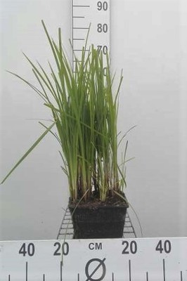 Carex riparia