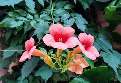 Campsis summer jazz 'Indian Summer'