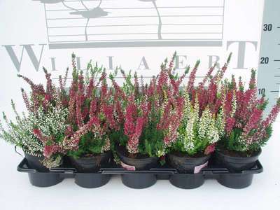 Calluna vulgaris in soorten/en var