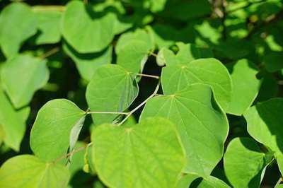 CERCIS CANADENSIS