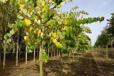 CERCIS CANADENSIS