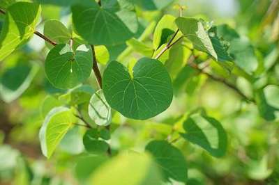 CERCIS CANADENSIS 'FOREST PANSY'