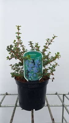 Ceanothus hybr. 