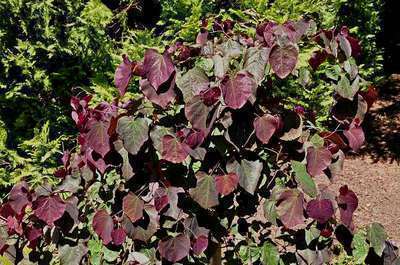 CERCIS CANADENSIS 'FOREST PANSY'