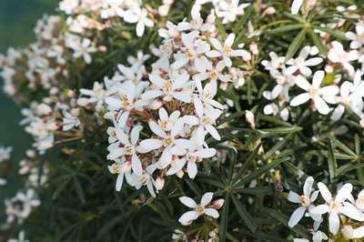 CHOISYA TERNATA 'WHITE DAZZLER'®