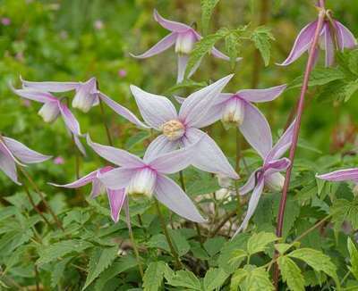 CLEMATIS ALPINA 'WILLY'