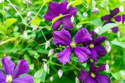 Clematis 'Etoile Violette'