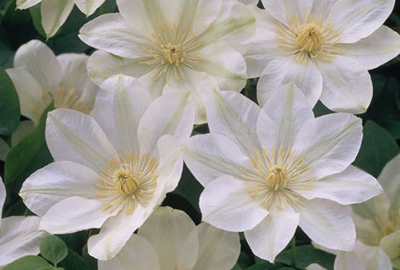 CLEMATIS 'GUERNSEY CREAM'