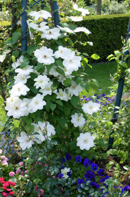 CLEMATIS 'GUERNSEY CREAM'