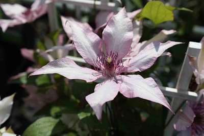 Clematis 'Giselle'®