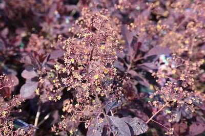 COTINUS COGGYGRIA 'ROYAL PURPLE'