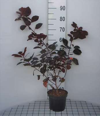 Cotinus dummeri 