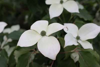 Cornus kousa 'Teutonia'