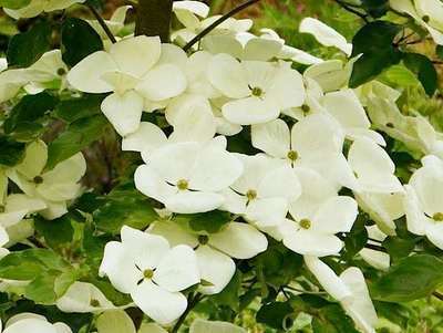 Cornus kousa 'Venus'