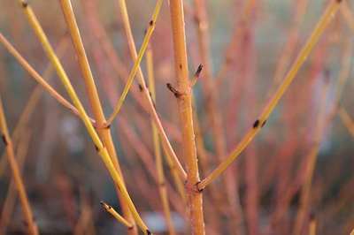 CORNUS SANGUINEA 'MIDWINTER FIRE'