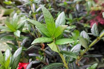 Crinodendron hookerianum