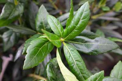 Crinodendron hookerianum