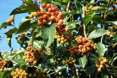 Crataegus x lavallei 'Carrierei'