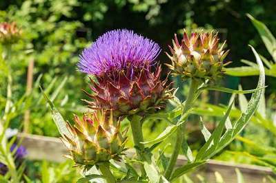 CYNARA CARDUNCULUS