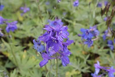 Delphinium 'Bellamosum'