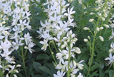 DICTAMNUS ALBUS 'ALBIFLORUS'