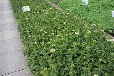 ECHINACEA PURP. 'POW WOW WHITE'